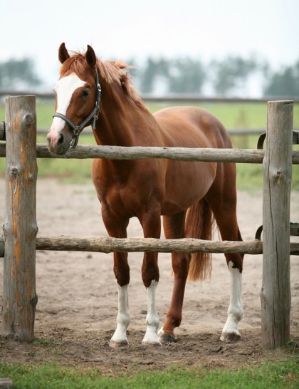 The Portland equine injury attorneys at the Savage Law Firm are skilled at helping people injured by horses obtain the compensation they need and deserve.